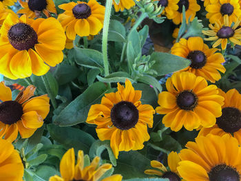 High angle view of yellow flowering plants