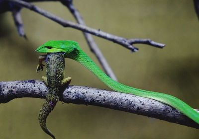 Close-up of bird perching on branch