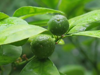 Close-up of wet unripe mandarine growing on tree