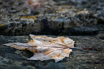 Close-up of dry maple leaf on land during autumn