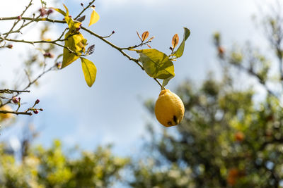 Lemon growing on tree