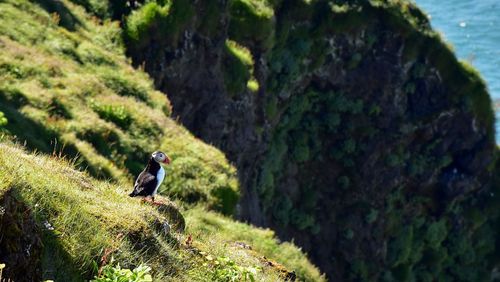 Bird perching on mountain