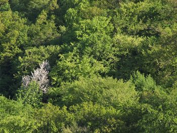 High angle view of trees in forest