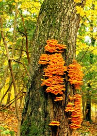 Close-up of tree trunk