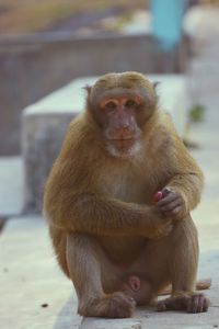 Close-up portrait of monkey holding lollipop while sitting outdoors