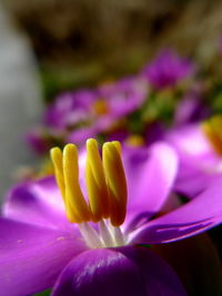 Close-up of flower blooming outdoors