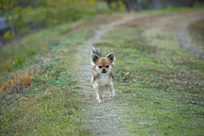 Portrait of dog on field