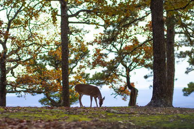 Horse standing by tree on field