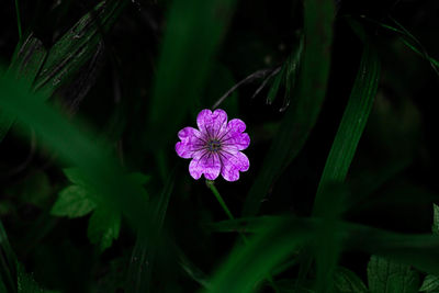 Close-up of purple flowering plant