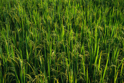 Full frame shot of wheat field