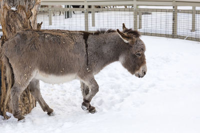 Cute stout gray and dun donkey seen in profile walking in its snow covered pen