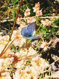 Butterfly perching on flower