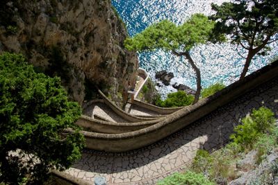 Plants growing on mountain