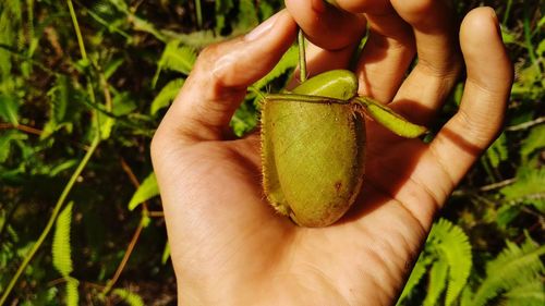 Close-up of hand holding fruit