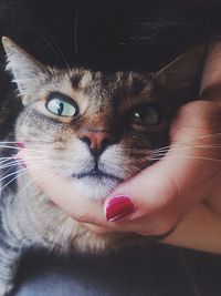 Close-up of cat with hand