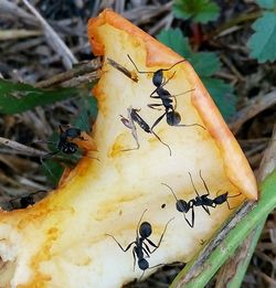 Close-up of ant on leaf