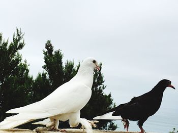 Flock of birds perching on a tree