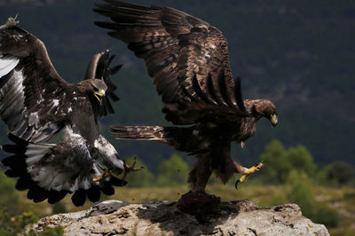 Side view big wild eagles flying near mountains on blurred background