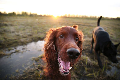 Portrait of dog on field