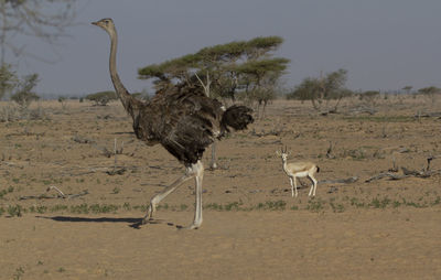 View of birds on field