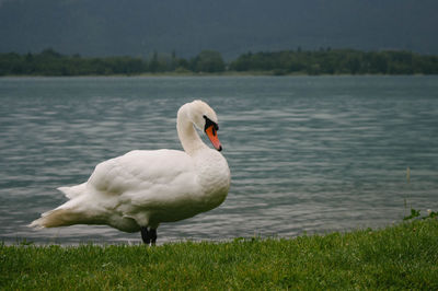Swan on lake against sky
