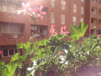 Close-up of pink flowers blooming in city