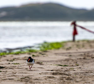 View of bird on beach