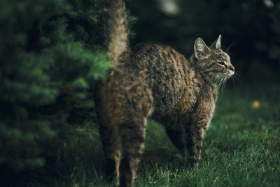 Close-up of cat standing on field