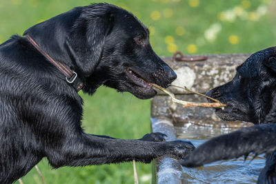 Two wet black labradors playing with a stick