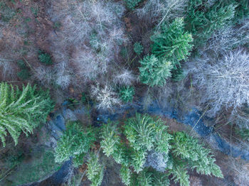 High angle view of trees in forest