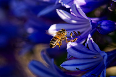 Close-up of bee pollinating on purple flower