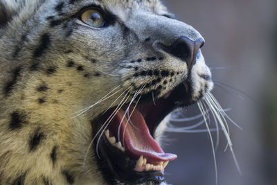 Close-up of snow leopard yawning