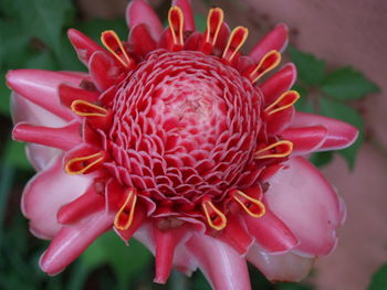 Close-up of red flower blooming outdoors
