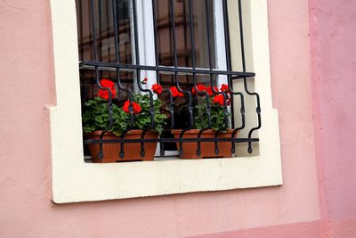 Potted plant on window sill