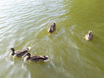 High angle view of duck swimming in lake