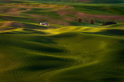 Scenic view of green landscape