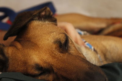 Close-up of dog lying down