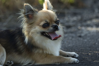 Close-up of a dog looking away