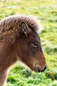 Close-up of horse