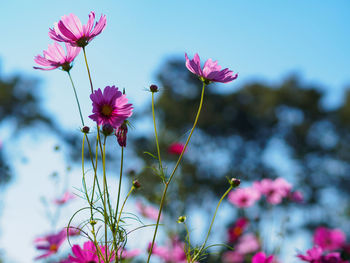 Close-up of pink flowers blooming against sky