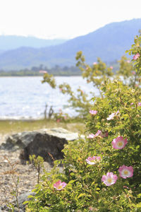 Close-up of plants growing by lake against sky