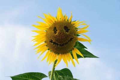 Fun idea of smiling face on sunflower. ripe sunflower with eyes and a smile.