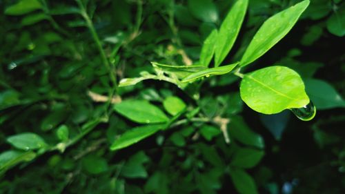 Close-up of raindrops on leaves