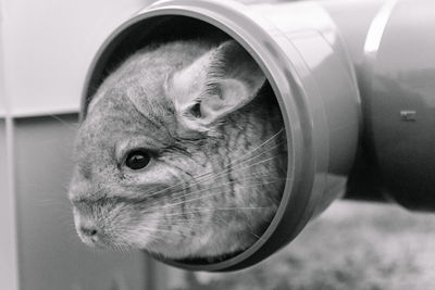 Chinchilla 