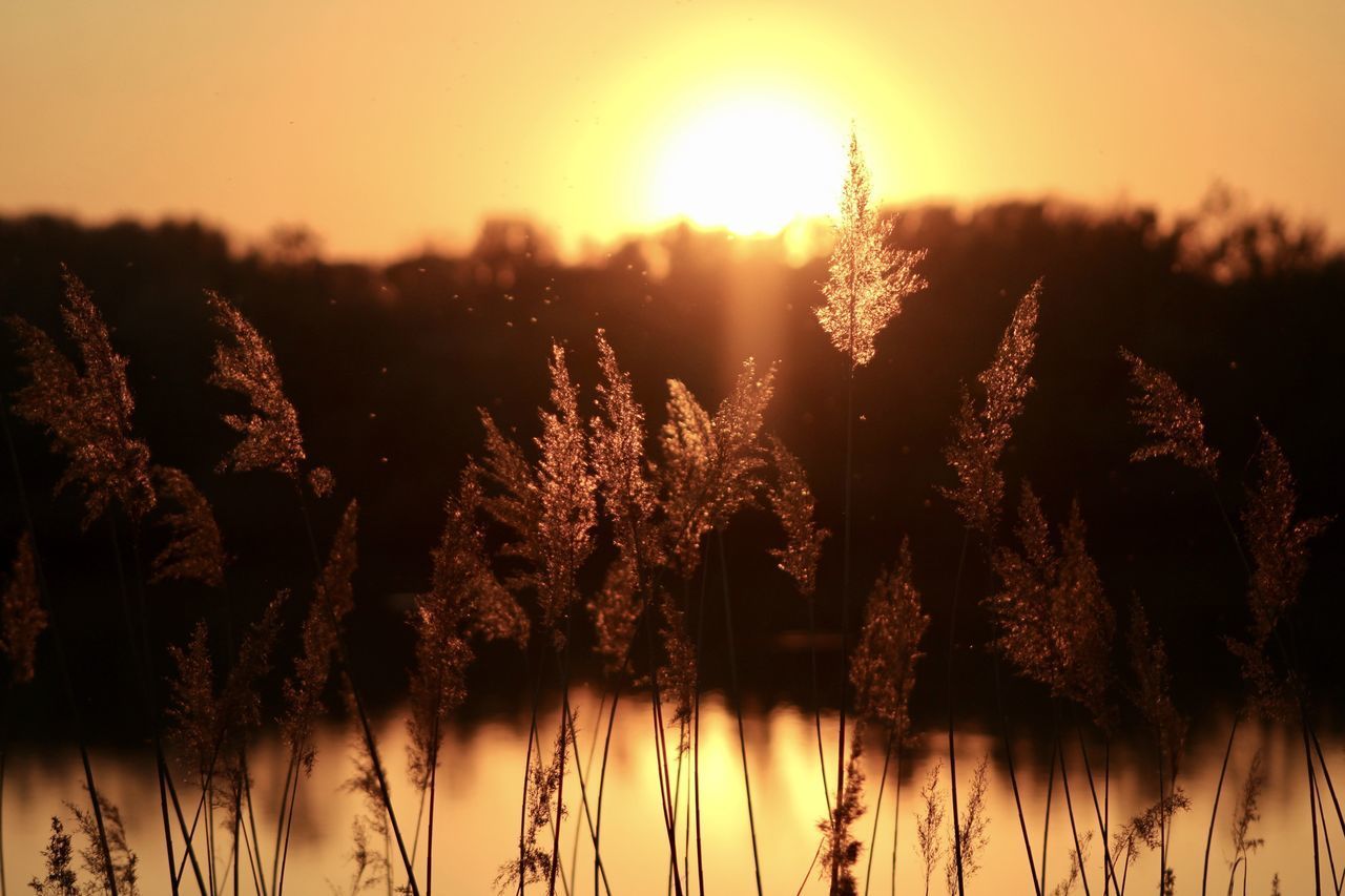 CLOSE-UP OF STALKS AGAINST SUNSET SKY