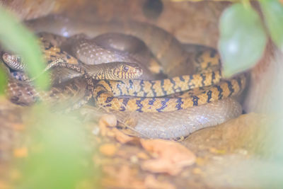 Close-up of snake