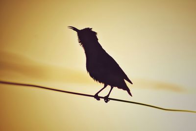 Low angle view of bird perching on a sky