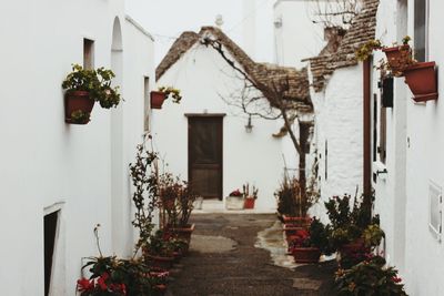 Potted plants outside house