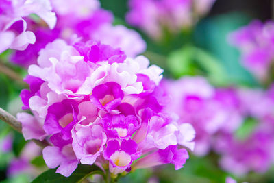 Close-up of pink flowering plant