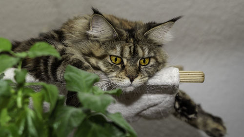 Maine coon cat lies relaxed in front of white background. 